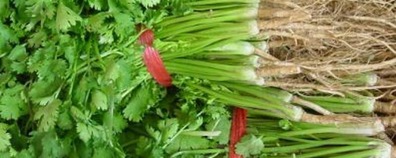 香菜什么时候浇水好