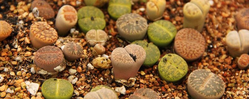 屁屁出苗后怎么浇水