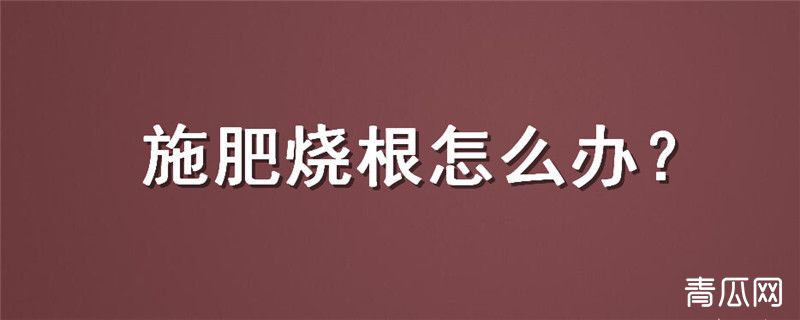 施肥烧根怎么办