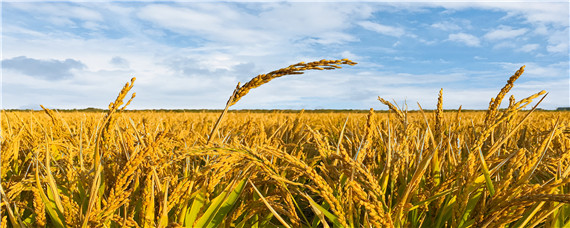 糯稻禁用的除草剂有哪些
