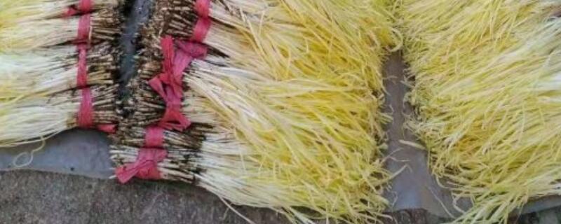 韭黄花种植的注意事项