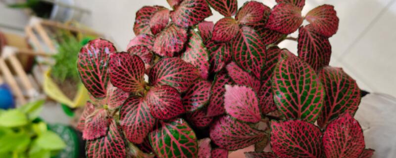 网格草种植注意事项