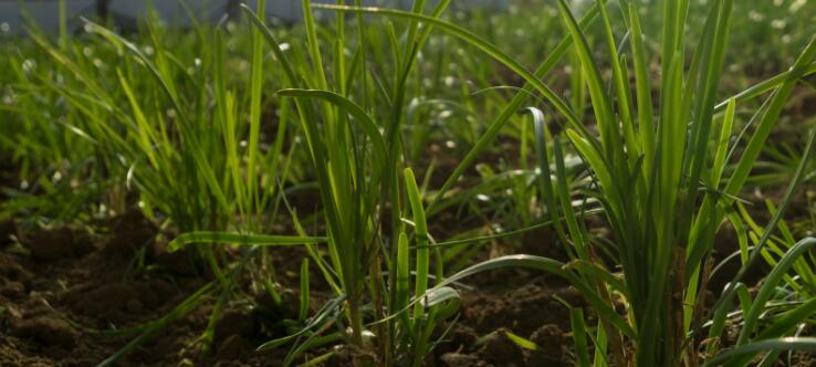 韭菜种催芽方法