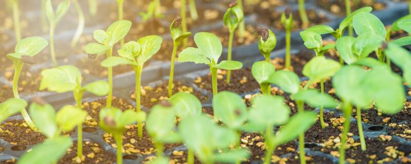 萝卜苗的种植方法