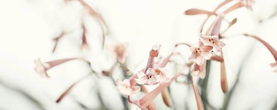 养花用的磷肥有哪些