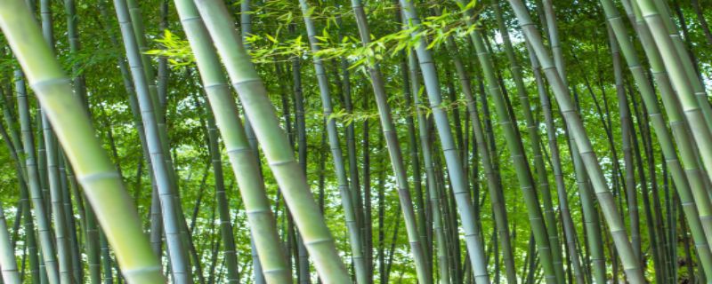 竹子是什么植物,为什