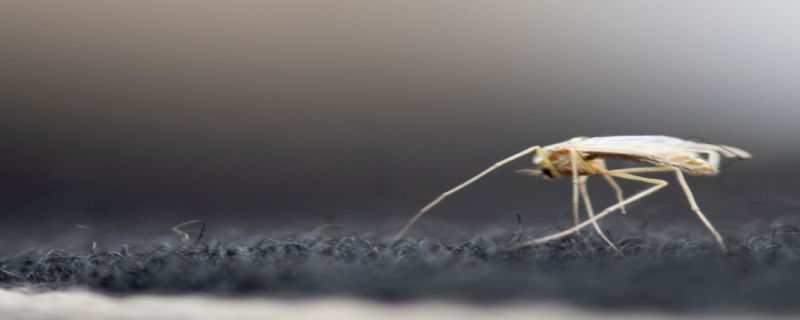 蚊子是害虫还是益虫
