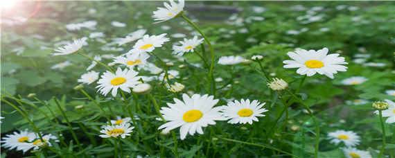 小雏菊的花期是多久