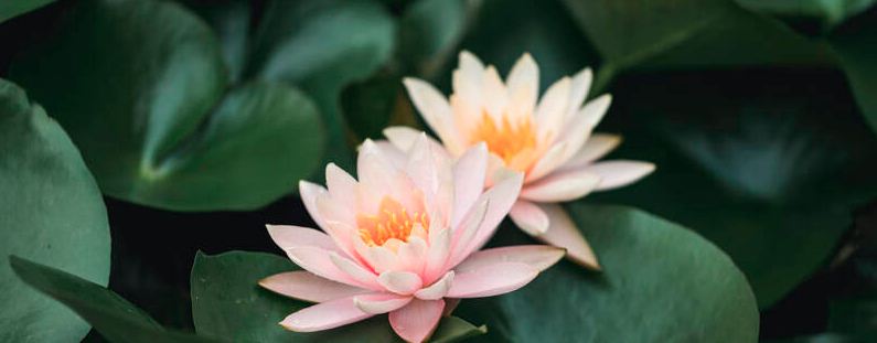 睡莲种植方法注意事项