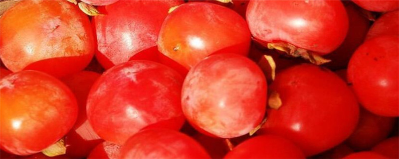 火晶柿子适合什么地方种植