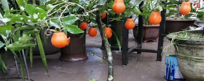 金弹子挂果多久