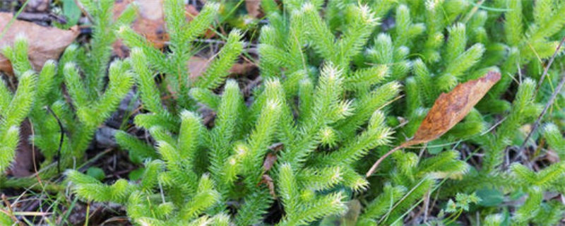 石松是什么植物