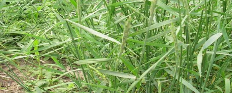 节节麦什么时候打药