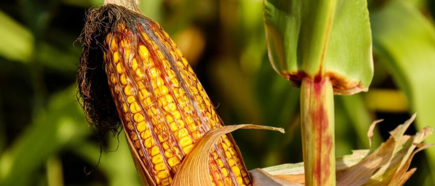 湖南主要粮食作物