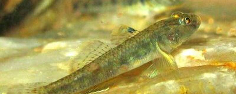 虾虎能和什么鱼混养