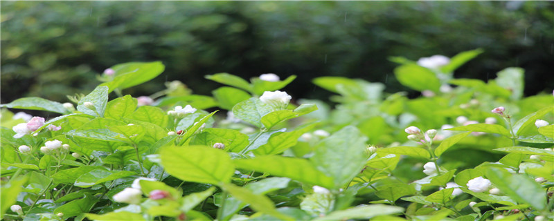 春季茉莉种植注意事项