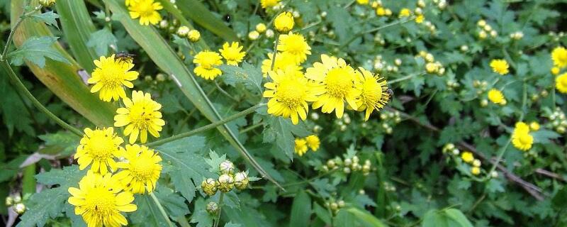 野菊花种植技术与亩产量