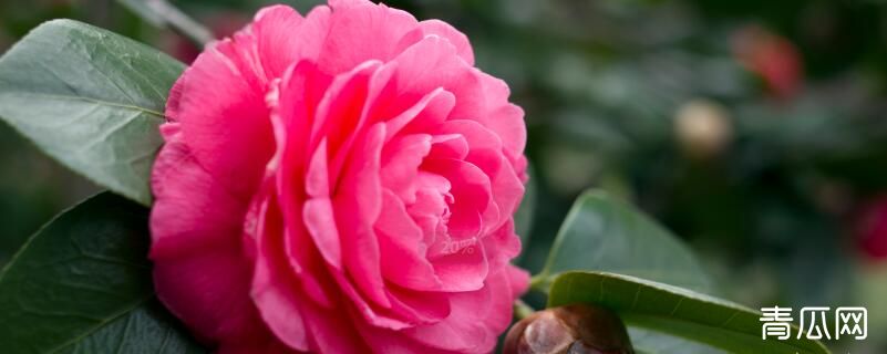 种植茶花的注意事项