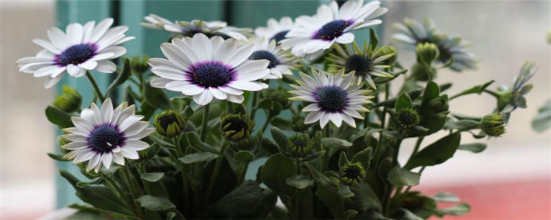 蓝目菊种植注意事项