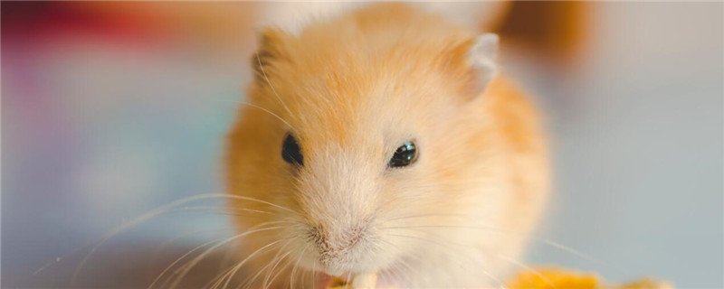 仓鼠怎么过冬的