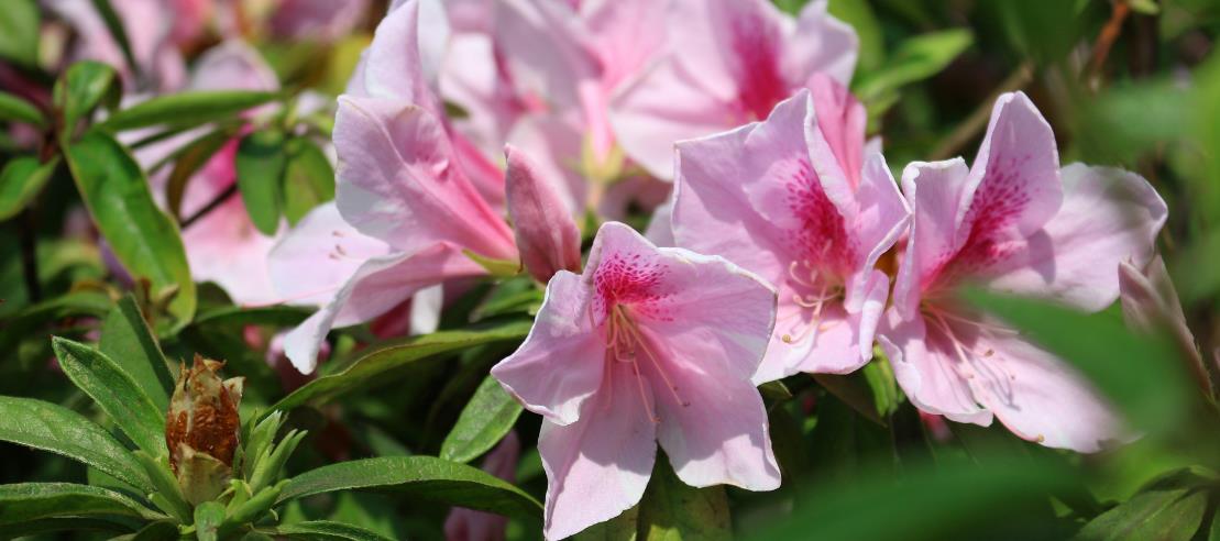 杜鹃花怎么施肥