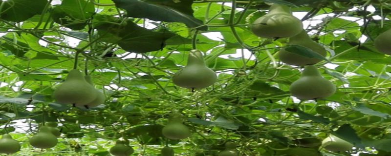 葫芦是靠什么制造养料