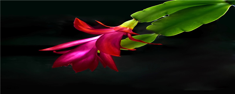 蟹爪兰怎么施肥