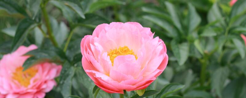 芍药施复合肥可以吗