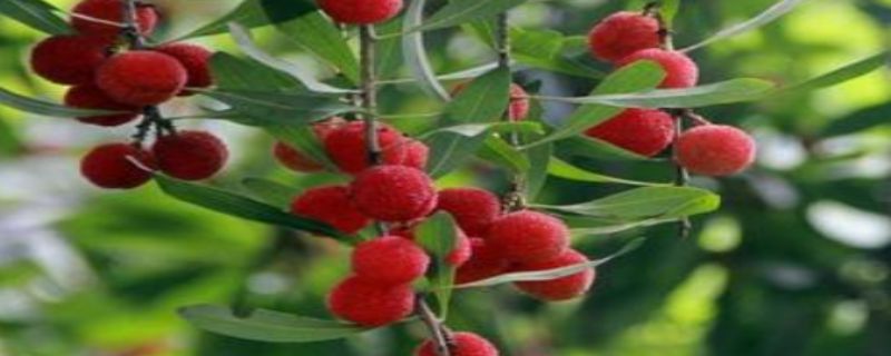 杨梅用什么农药不会烂