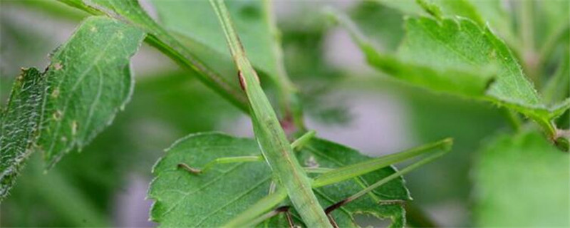 草蜢会飞吗