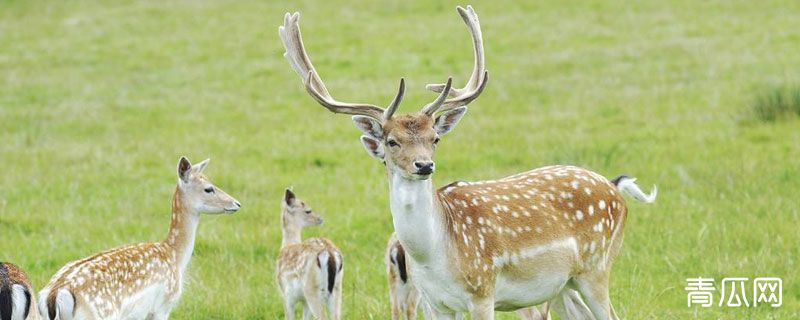 公鹿有角还是母鹿有角 农村致富经