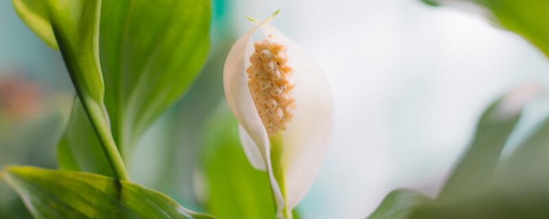 白掌要怎么施肥