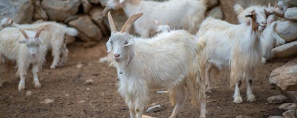 澳大利亚发展养羊业的有利条件是