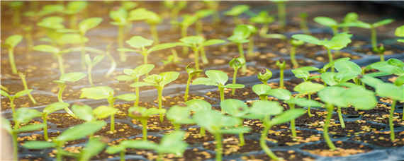 西瓜种子催芽方法步骤