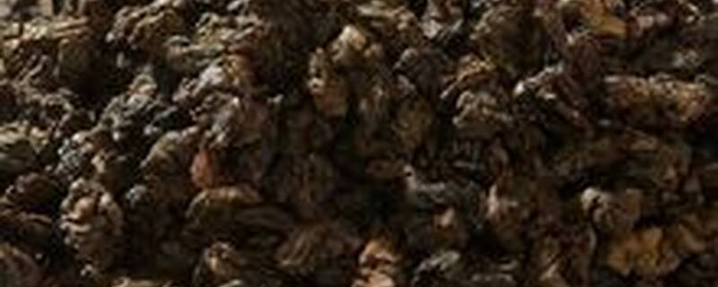 厦门产的什么茶