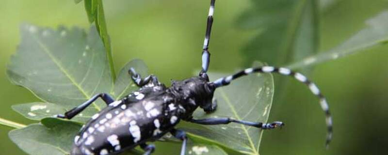 天牛怕什么植物