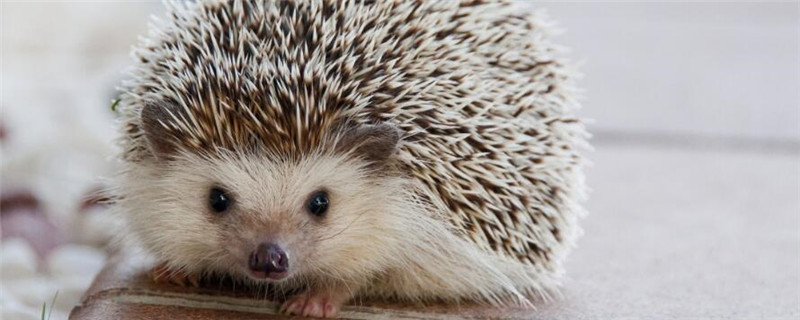 小刺猬是怎么过冬的