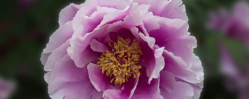 芍药花怎么施肥