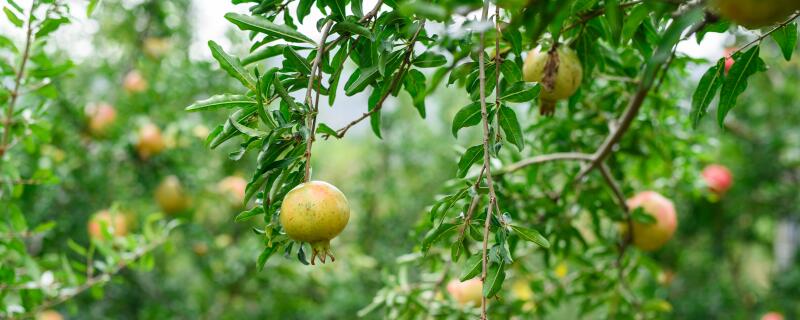 石榴在树上能挂果多久