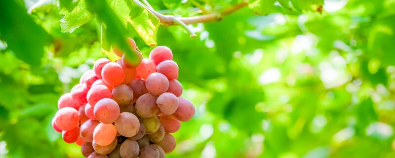 大棚葡萄亩产多少斤