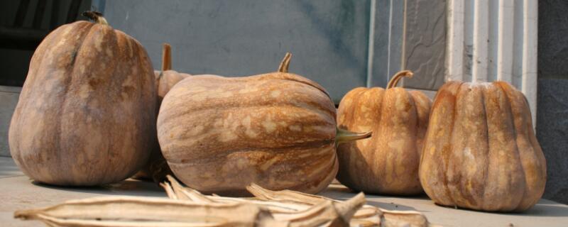南瓜要削皮吗