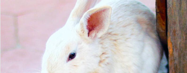 兔子养殖场怎么建