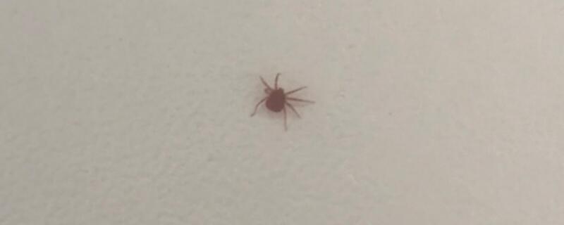 蜱虫会飞吗