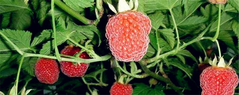 覆盆子多久挂果