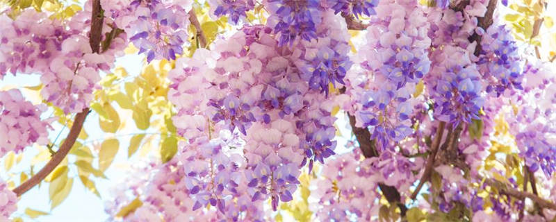 紫藤什么时候剪枝