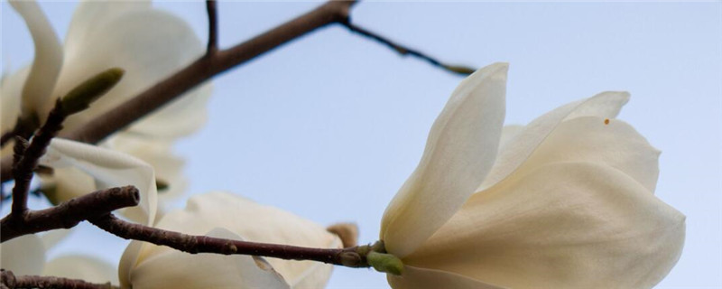 玉兰树种植注意事项