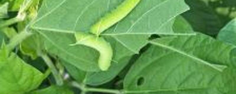 豆虫用什么药防治