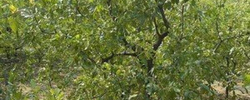 种植枣树几年可以挂果