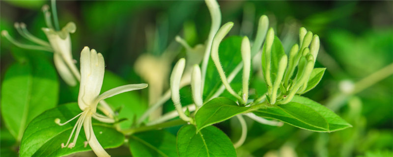 种植中草药的注意事项