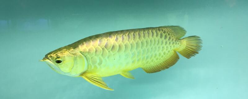 金龙鱼繁殖方法